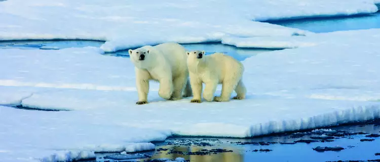 Two Polar bears on ice floe surrounded by water in the Arctic