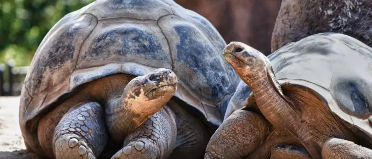 Two Galapagos tortoises looking at each other