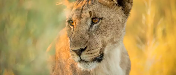 Calm lioness in a grassfield gazing to the left 