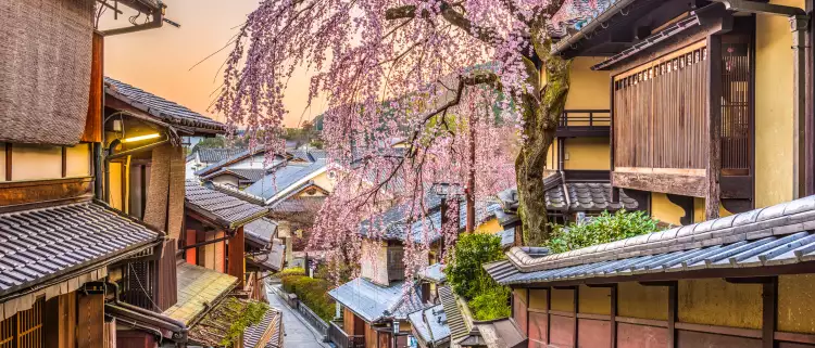 Cherry blossom tree at the Higashiyama district in Kyoto, Japan