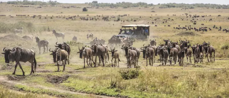 Herd of wildebeests on the savannah with tourist vehicle in Masai Mara, Kenya