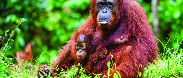 Bornean orangutan with a cub amongst rainforest in Borneo, Indonesia