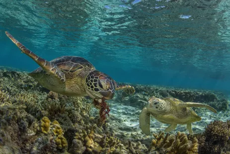 A pair of green turtles swimming on the Great Barrier Reef