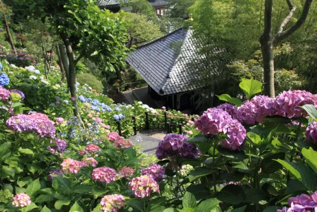 Top view of Kamakura Hasedera Buddhist temple in Kamakura, Japan