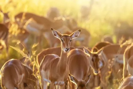 A large group of Impala, with one looking directly into the camera
