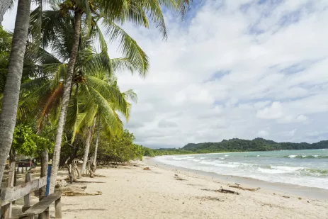 Tall palm trees along Playa Garza beach in Nosara, Costa Rica